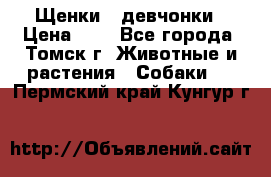 Щенки - девчонки › Цена ­ 2 - Все города, Томск г. Животные и растения » Собаки   . Пермский край,Кунгур г.